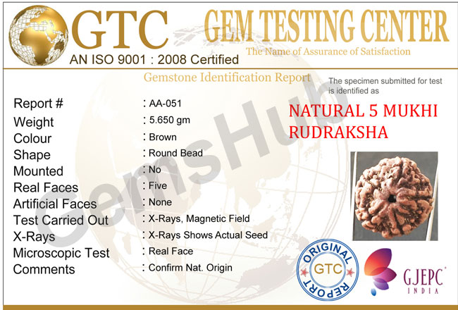 5 Mukhi Natural Certified Rudraksha Size- 22.8 mm Premium